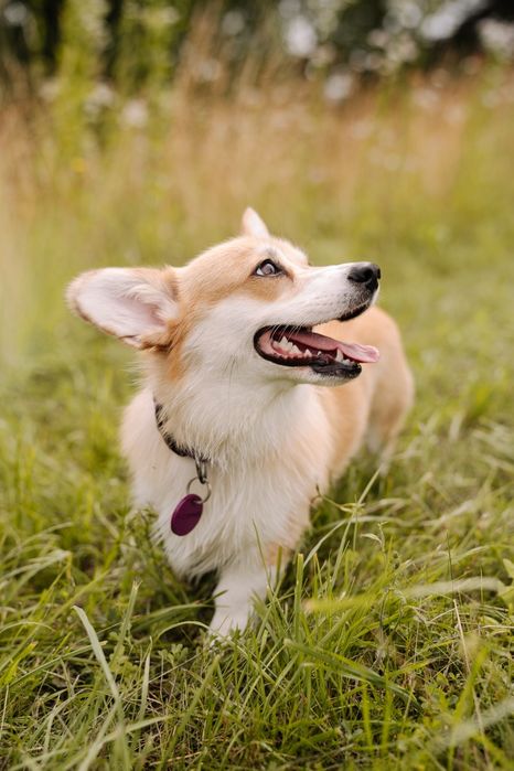 Welsh corgi pembroke