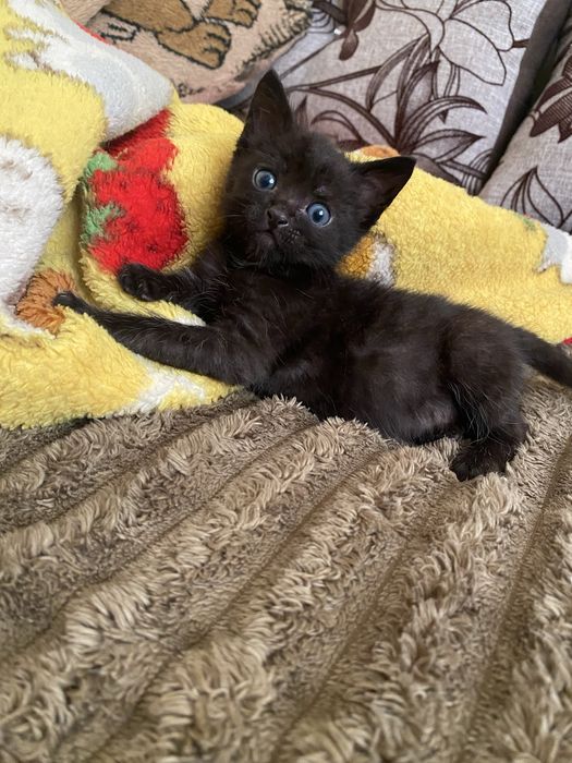 Котики в добрі руки