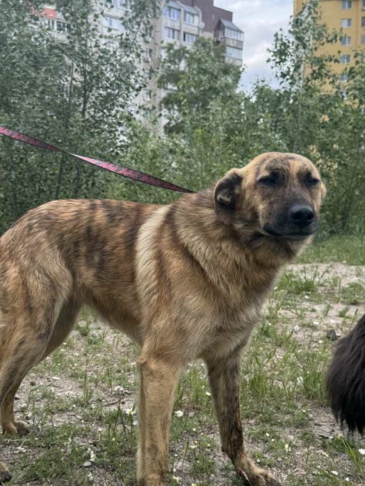 Собака красуня Аліса 1.5 роки 20кг стерильна  охоронятиме гарно