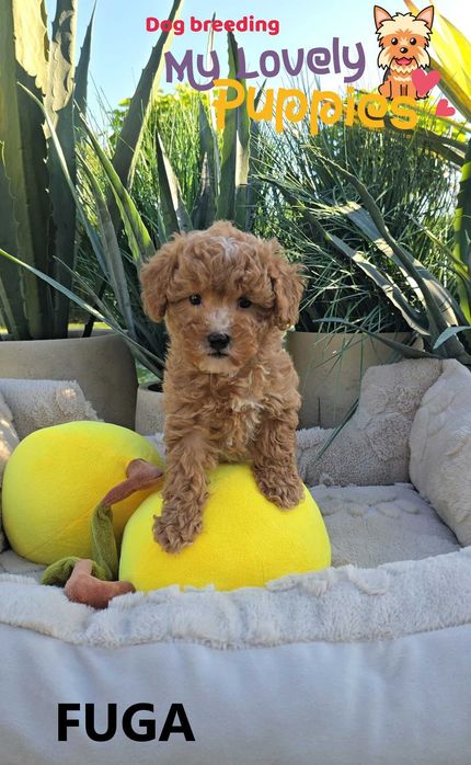 Cavapoo dziewczyna Fuga