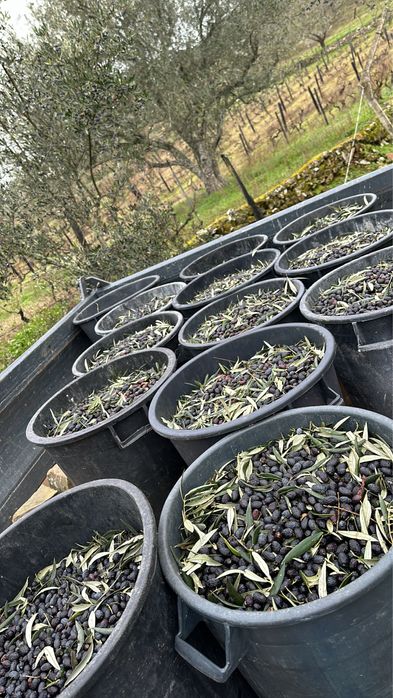 Azeite de alta qualidade para todos o país