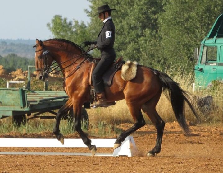Garanhão lusitano pontuado