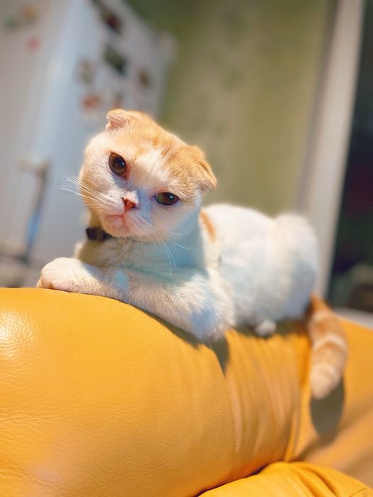 Шотланка вісловуха шукає кота