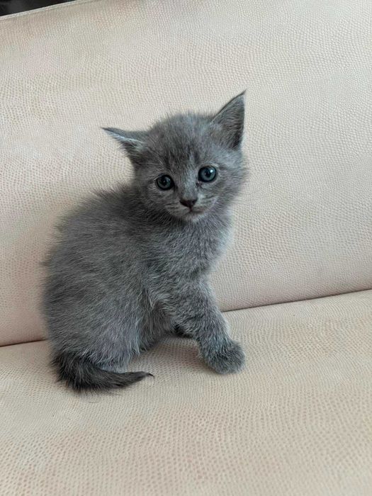 Продам шотландських кошенят