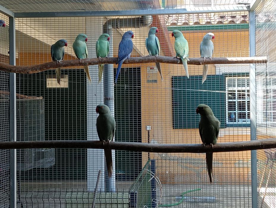 Ring necks aves de 2025
