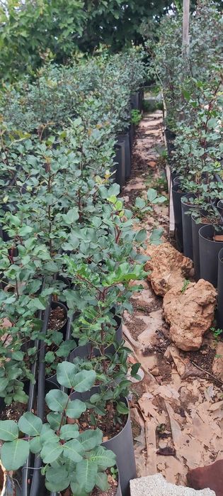 Alfarrobeiras em vasos grandes com 3 anos, cerca de 1 metro de altura. Não enxertadas