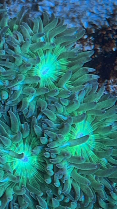 Vendo Green Ducan colonias