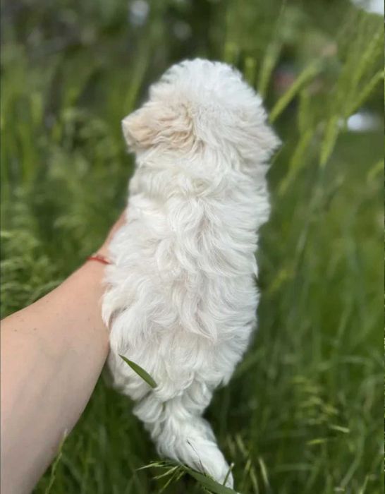 Bichon Maltês Macho