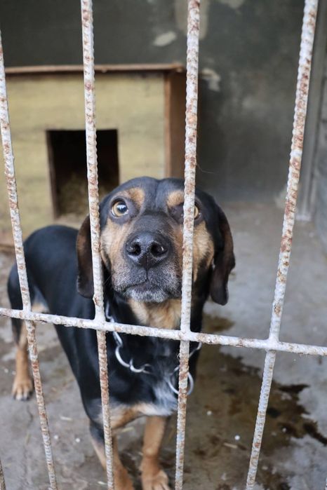 Kochany samiec Dasti czeka na adopcję