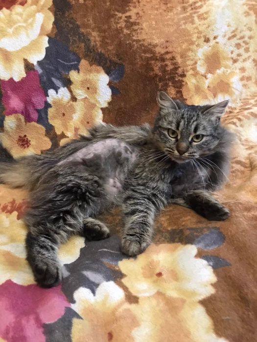 Шикарная Офелия кошечка пушистая