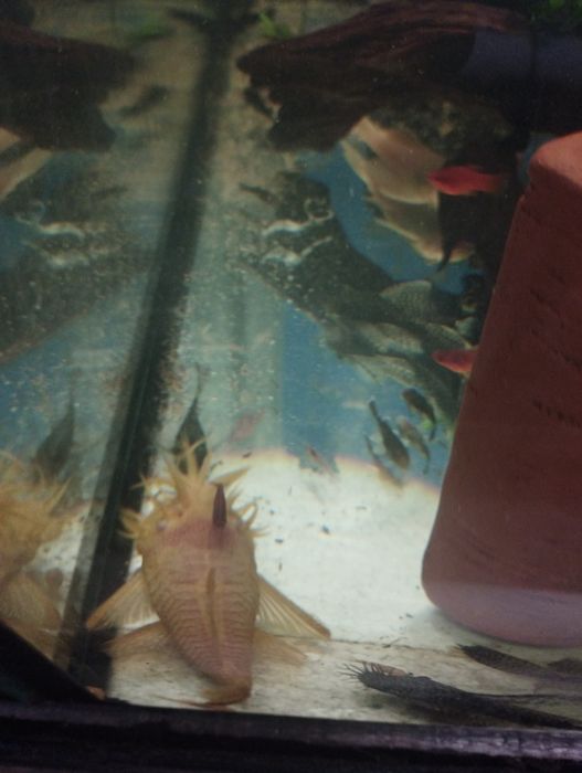 Glonojady tarlaki jasne i ciemne