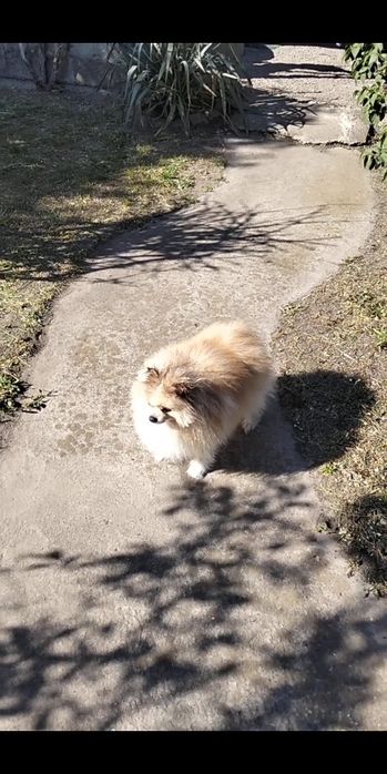 Померанський шпиц