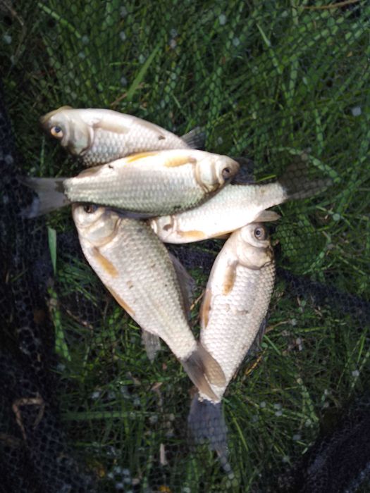 Karaś srebrzysty (10 - 12 cm) do oczka , na żywca