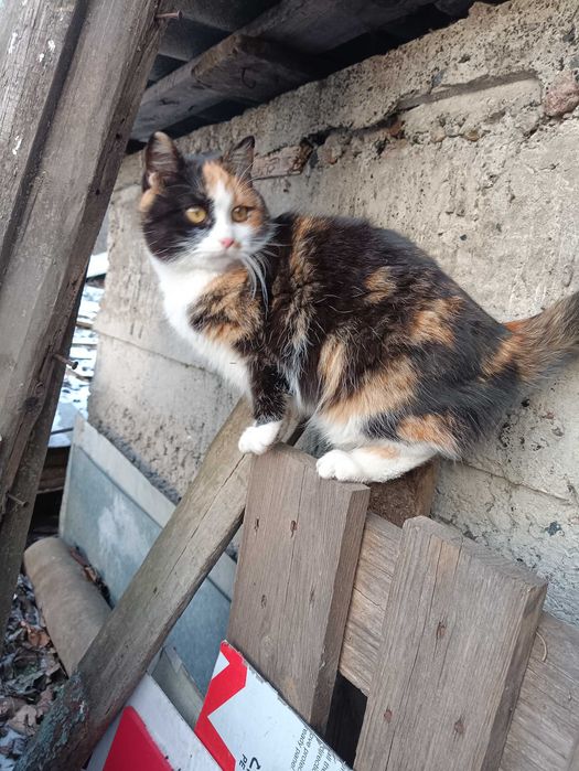 Отдам в заботливые руки ласковую кошечку Маркизу 8мес.