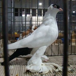 Krymki okazja likwidacja hodowli