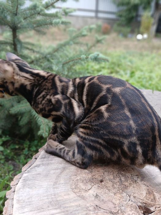 Шоу класс бенгал 4,5 мес