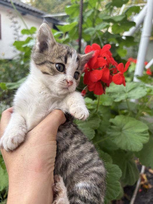 кішечка в добрі руки
