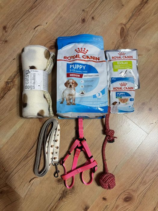 Owczarek Australijski-piesek