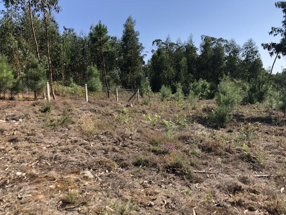 Venda Terreno rústico com mais de 2600 m2- Terra Feita Sao pedro d’arc