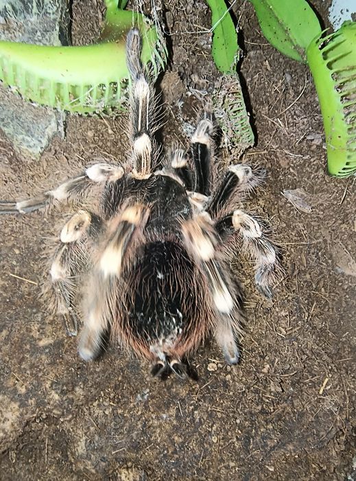 Acanthoscurria geniculata samica 8DC