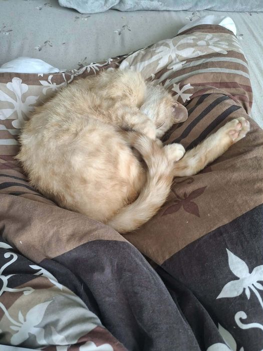 Przeuroczy rudasek Racuch gotowy już do adopcji