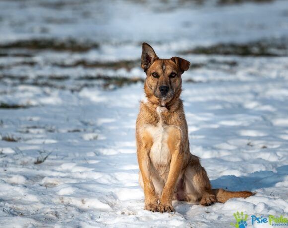 Nieśmiały piesek SAJMON szuka miłego domku!