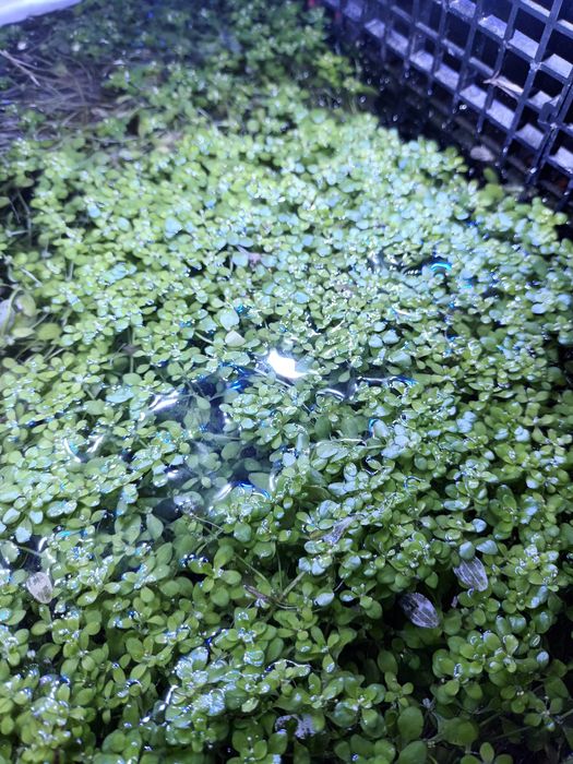 Planta de superfície