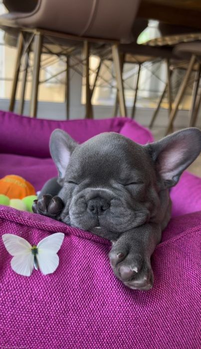 Няшне створіння французький бульдог