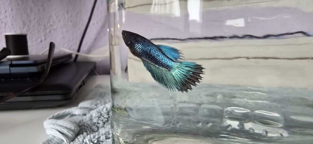 Na sprzedaż młode Bojowniki