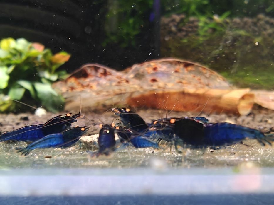 Krewetki Caridina Royal Blue Tiger OE