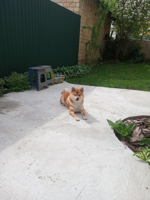 (Можно без денег )Мальчик сиба ищит пару без обязательств документы в