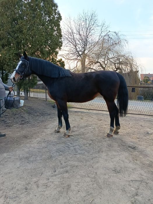 Klacz Śląska malowana Fortuna (GI)