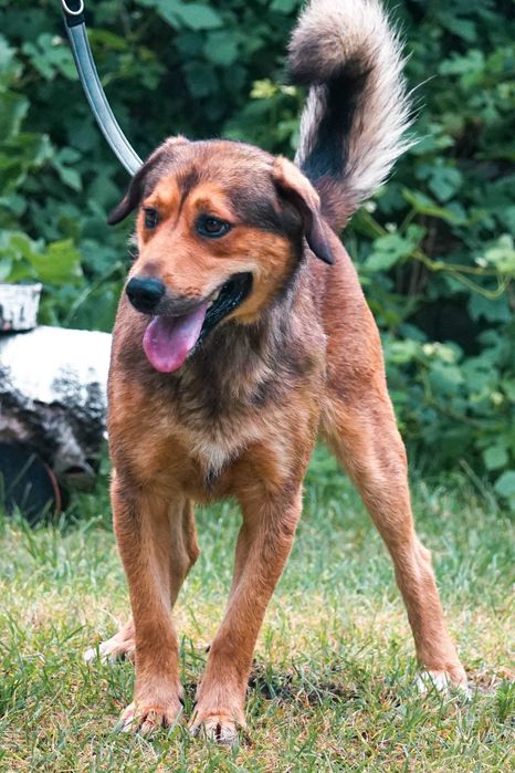 Impuls - młody, duży psiak prosi o dom