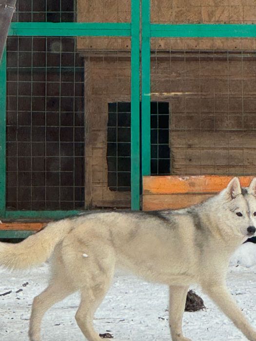 Хаски. Ласковая девочка.