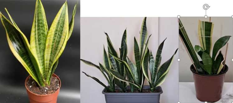 Сукуленты и кактусы