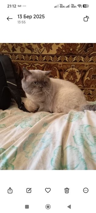 Хлопчик аліментний скоттіш фолд