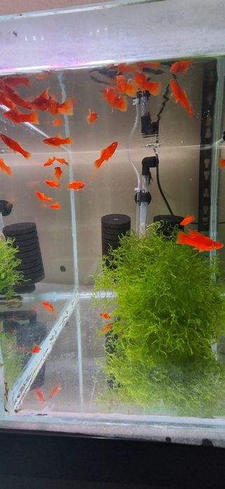 Mieczyki Delta Red Albino