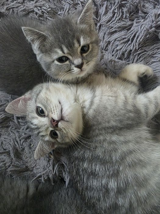 Harry kocurek brytyjski cętkowany WCF