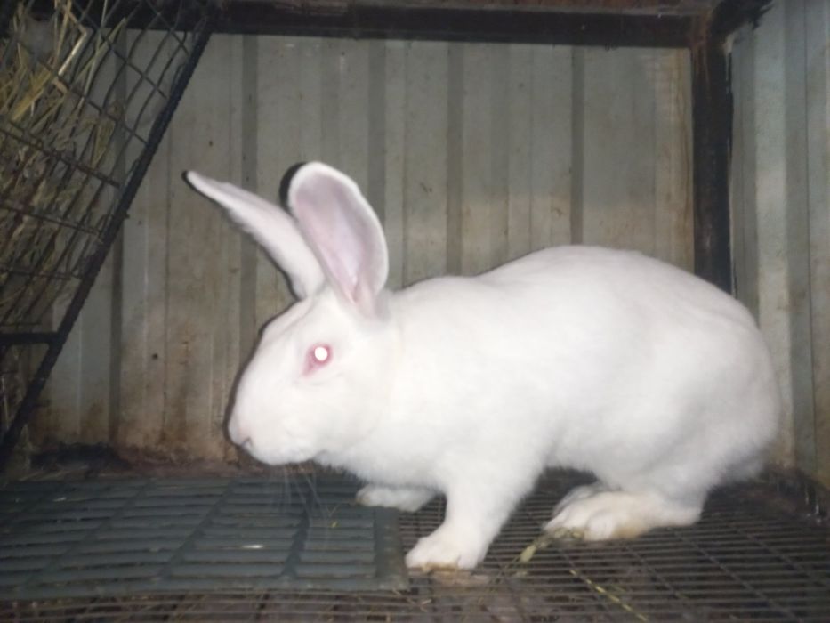 Кролик самець Термонська біла