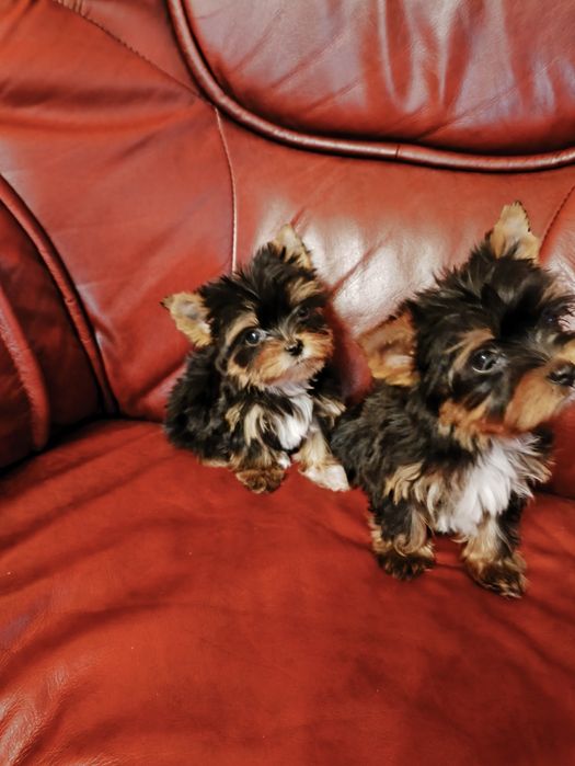 Продам цуценят йориків