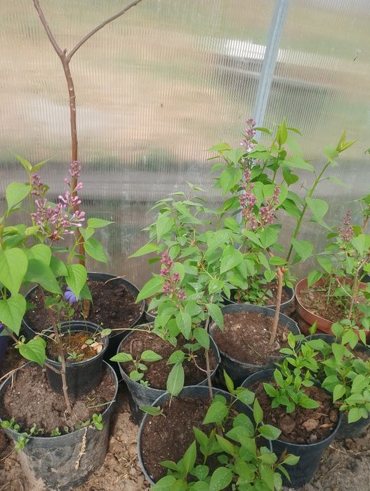 bez, lilak.  pachnący