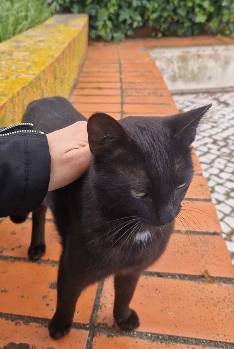 Gatinha para adoção