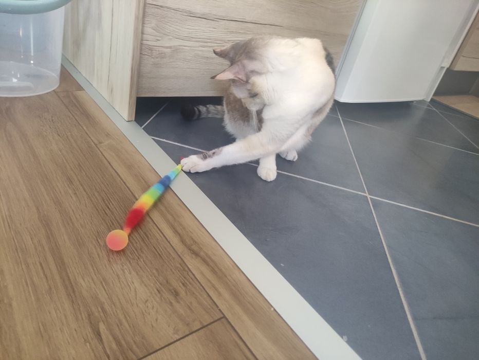 Jogo  colorido para gato