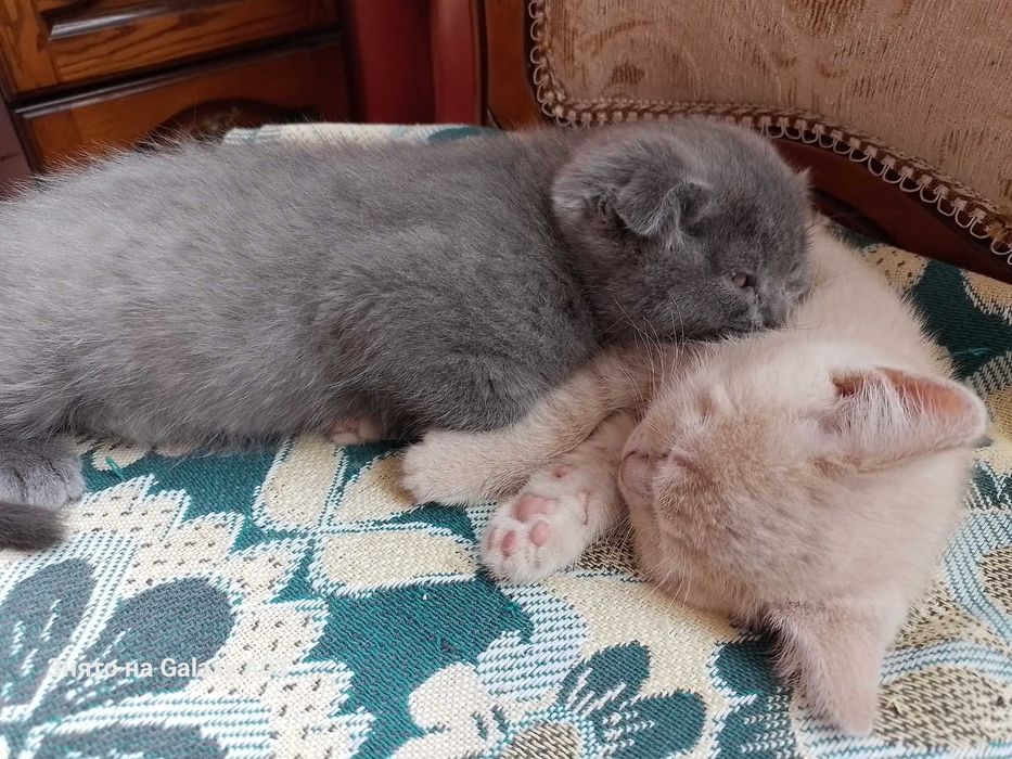 Кошенята хлопчики веслоухие и прямоухие