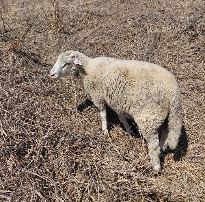 Vendo borrego Ile de France