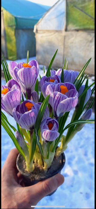 Гіацинт , Крокус у горщиках