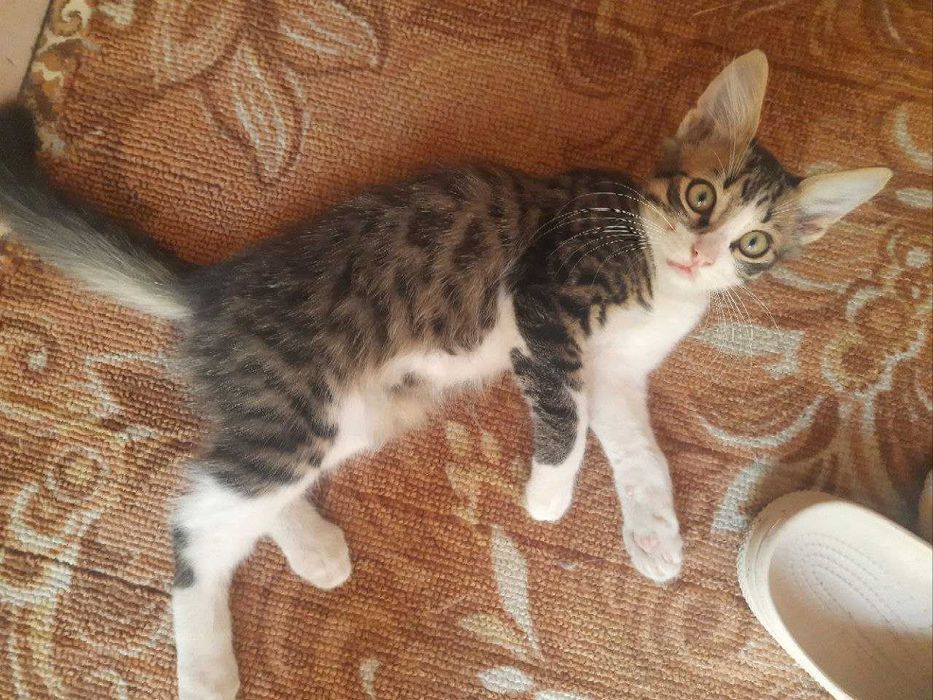 Віддам кошенят(хлопці, 3 місяця), у дбайливу сім'ю