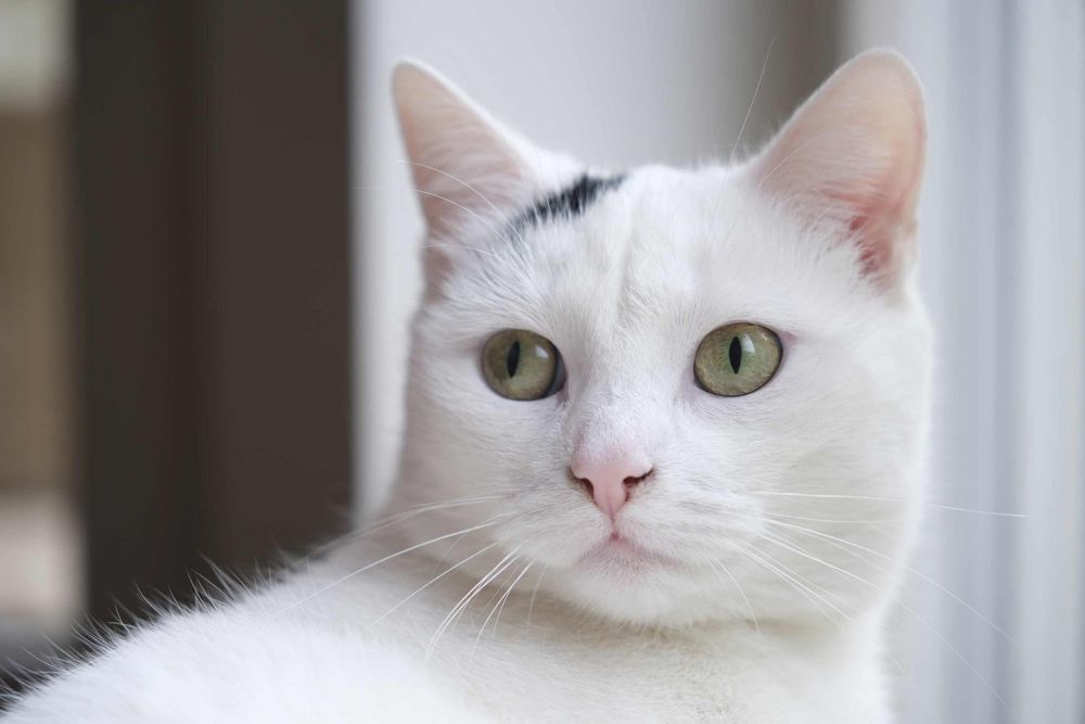 Śniegowa szuka kochającego domu