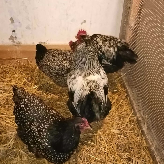 Kury i koguty Barnewelder (160 zł para)