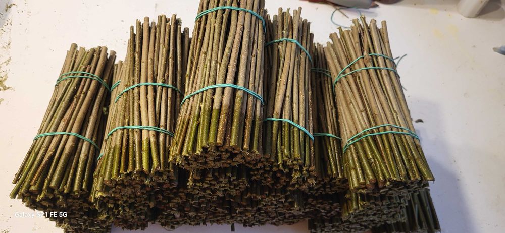 Ligustr pospolity 500szt sztobry sadzonki zywoplot wysylka